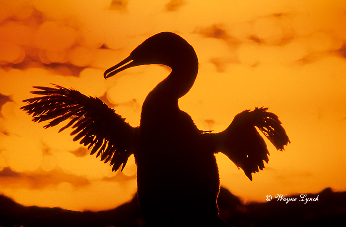 Flightless Cormorant 102 by Dr. Wayne Lynch &copy;