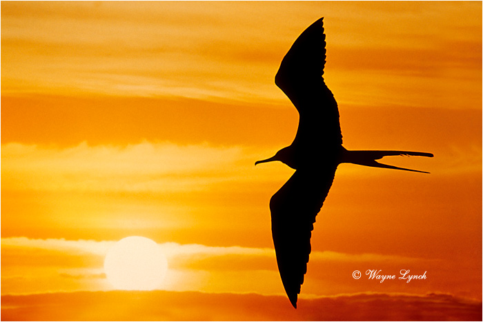 Magnificent Frigatebird 101 by Dr. Wayne Lynch &copy;