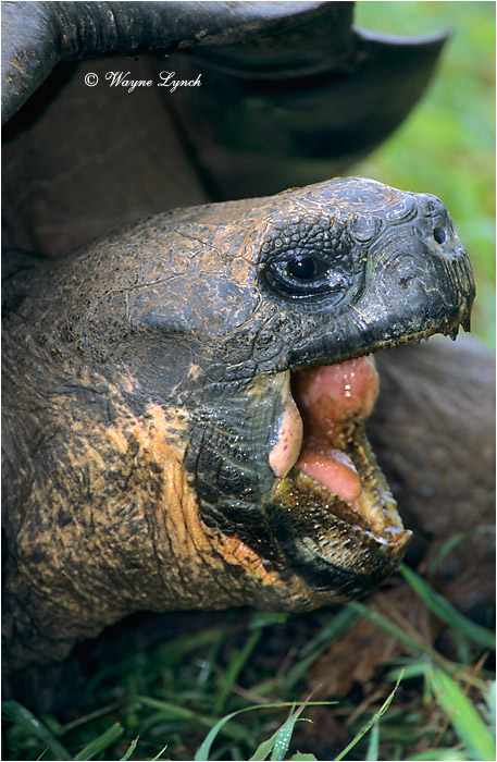 Galapagos Giant Tortoise 107 by Dr. Wayne Lynch &copy;