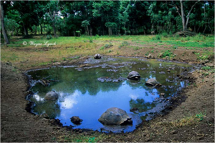 Wallowing Giant Tortoises 108 by Dr. Wayne Lynch &copy;