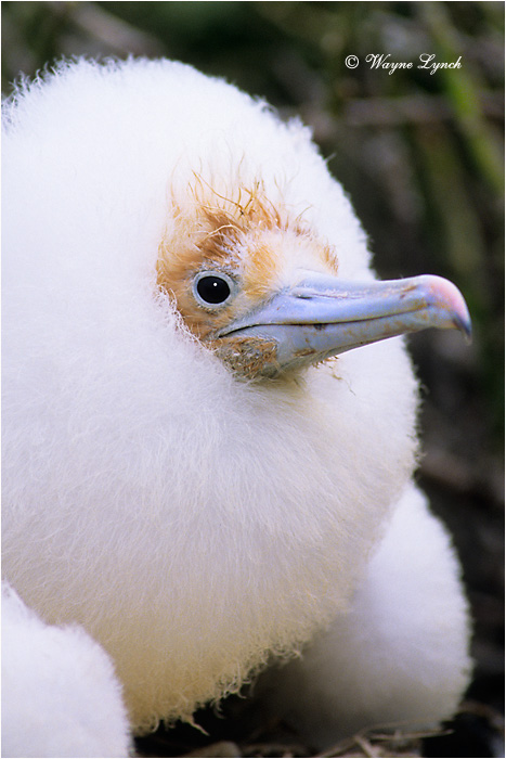 Great Frigatebird Chick 101 by Dr. Wayne Lynch &copy;