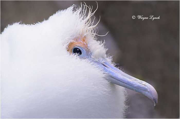 Great Frigatebird Chick 102 by Dr. Wayne Lynch &copy;