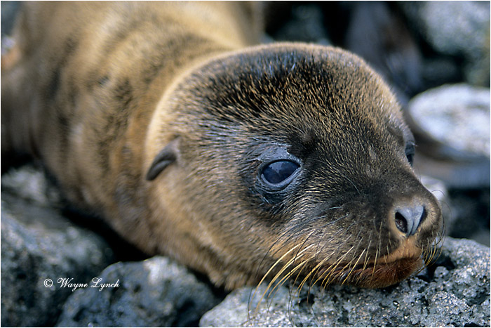 California Sea Lion Pup 101 by Dr. Wayne Lynch &copy;