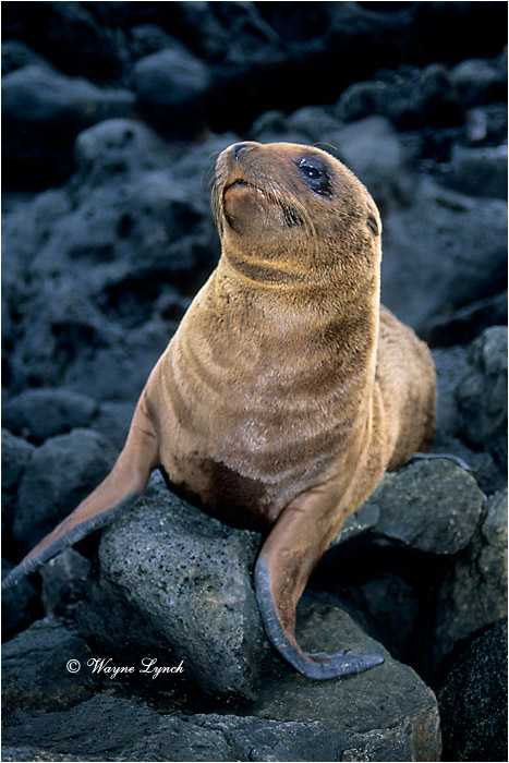California Sea Lion Pup 102 by Dr. Wayne Lynch &copy;