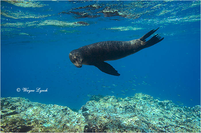 California Sea Lion 102 by Dr. Wayne Lynch &copy;