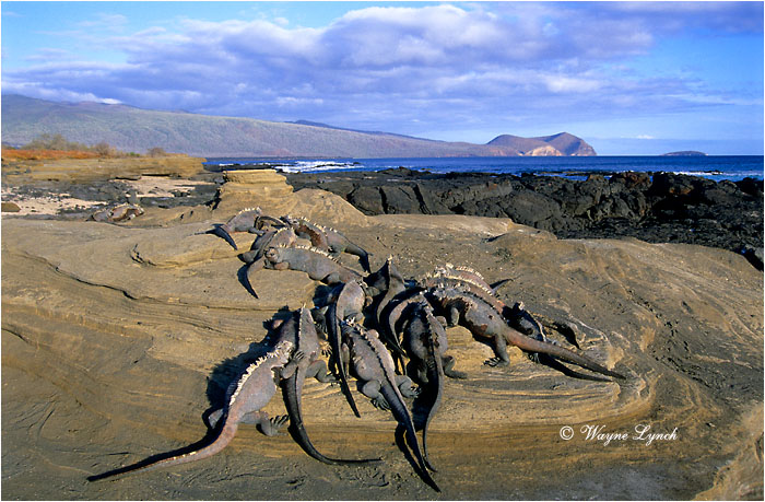 Basking Marine Iguanas 107 by Dr. Wayne Lynch &copy;