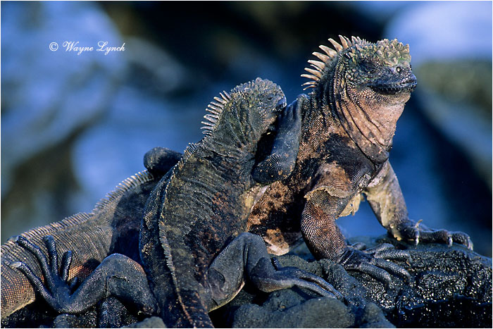 Basking Marine Iguanas 108 by Dr. Wayne Lynch &copy;