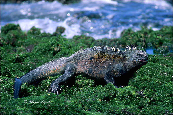 Marine Iguana 111 by Dr. Wayne Lynch &copy;