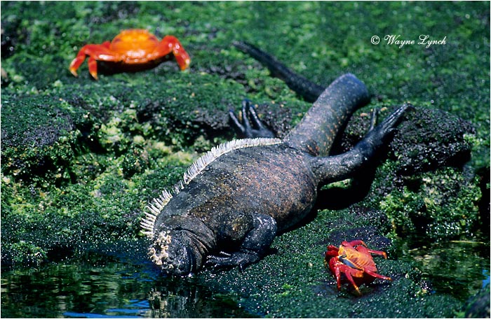 Marine Iguana 113 by Dr. Wayne Lynch &copy;