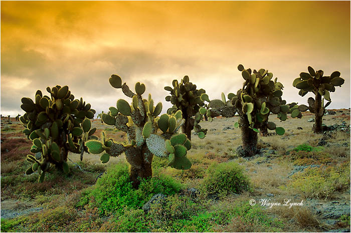 South Plaza Island 101 by Dr. Wayne Lynch &copy;
