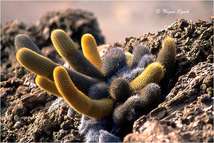 Lava Cactus 101 by Dr. Wayne Lynch &copy;