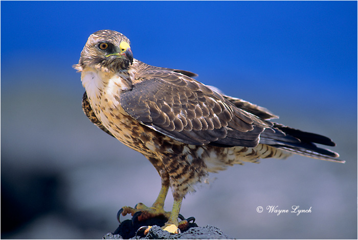 Galapagos Hawk 101 by Dr. Wayne Lynch &copy;