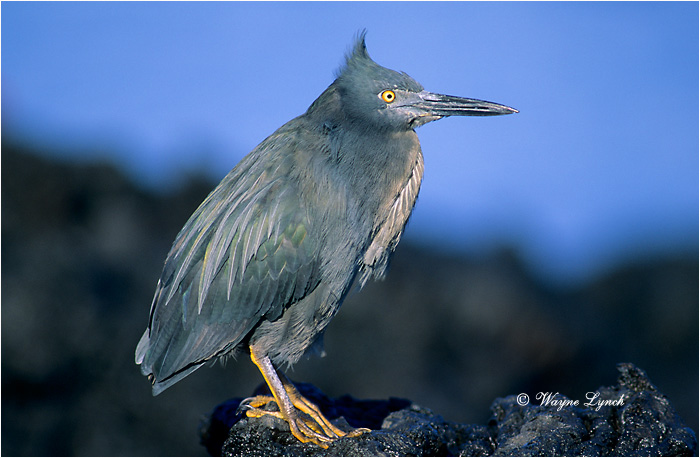 Lava Heron 101 by Dr. Wayne Lynch &copy;