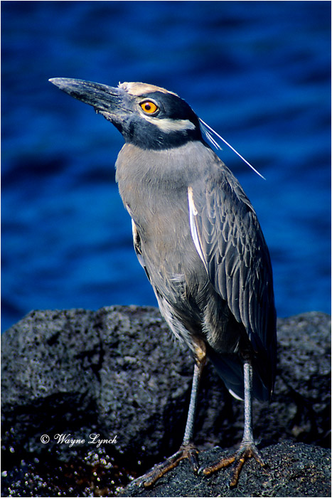 Yellow-crowned Night Heron 101 by Dr. Wayne Lynch &copy;
