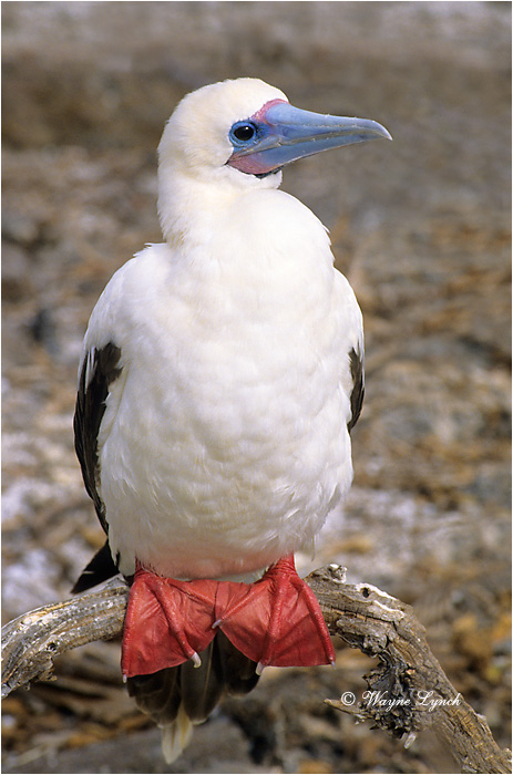 Red-footed Booby 101 by Dr. Wayne Lynch &copy;