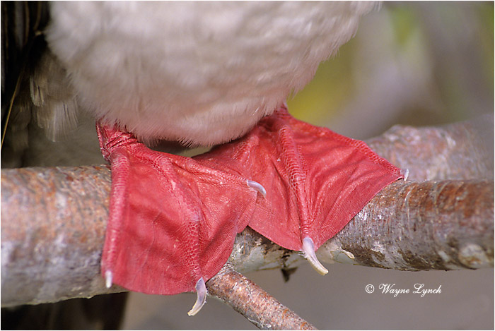 Red-footed Booby 102 by Dr. Wayne Lynch &copy;