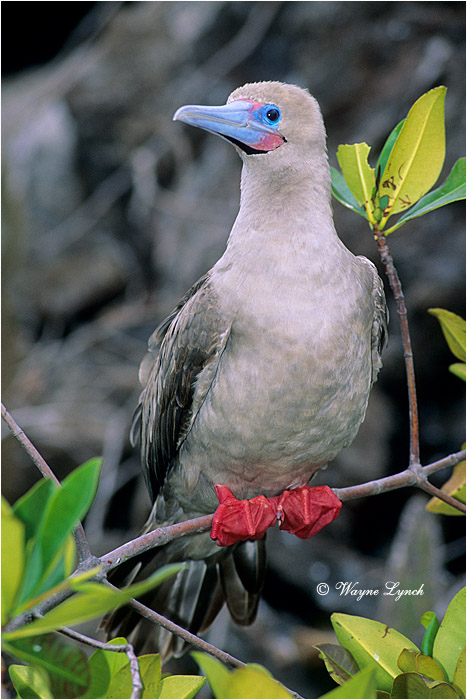Red-footed Booby 104 by Dr. Wayne Lynch &copy;
