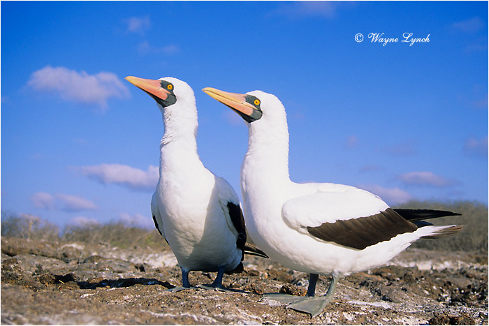 Courting Nazca Boobies 102 by Dr. Wayne Lynch &copy;