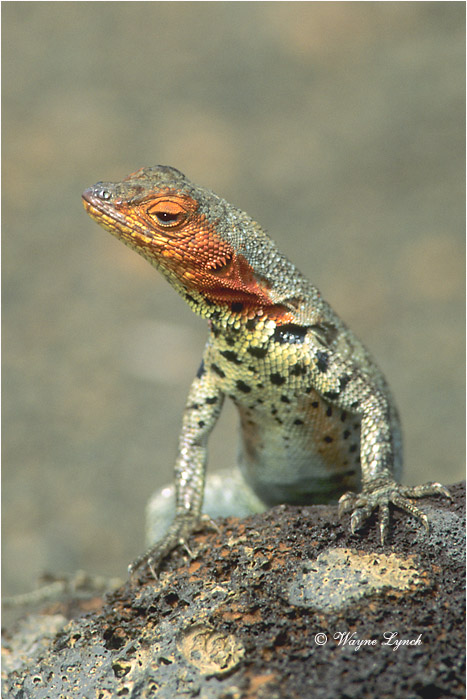 Lava Lizard 101 by Dr. Wayne Lynch &copy;
