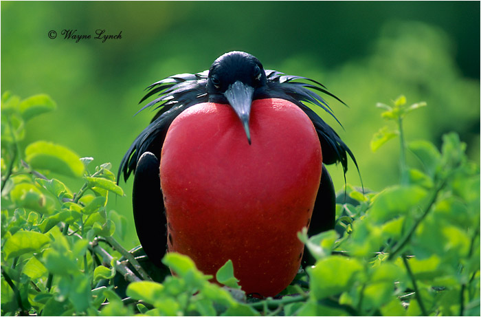 Great Frigatebird 103 by Dr. Wayne Lynch &copy;
