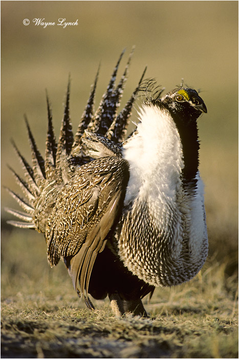 Greater Sage-grouse 101 by Dr. Wayne Lynch &copy;