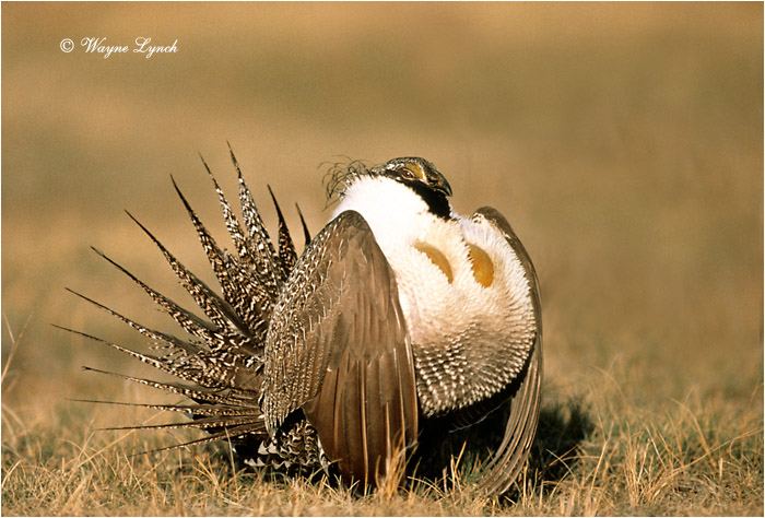 Greater Sage-grouse 102 by Dr. Wayne Lynch &copy;