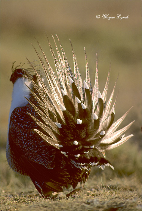 Greater Sage-grouse 106 by Dr. Wayne Lynch &copy;