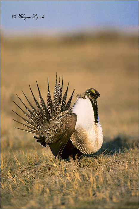Greater Sage-grouse 105 by Dr. Wayne Lynch &copy;