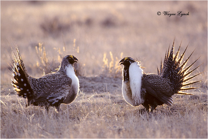 Greater Sage-grouse 108 by Dr. Wayne Lynch &copy;