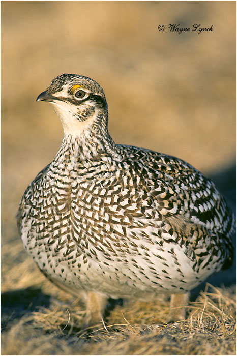 Sharp-tailed Grouse 108 by Dr. Wayne Lynch &copy;