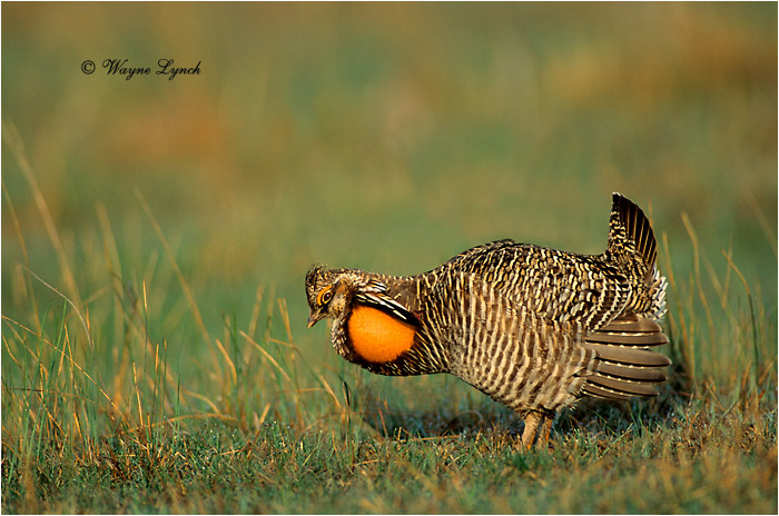 Greater Prairie-chicken 102 by Dr. Wayne Lynch &copy;