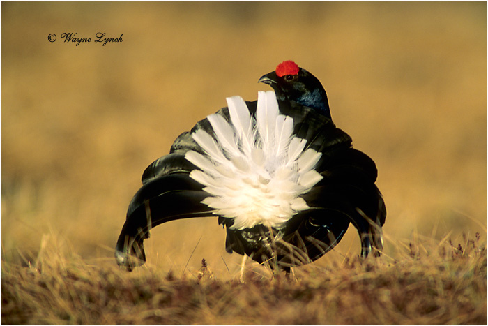 Black Grouse 102 by Dr. Wayne Lynch &copy;