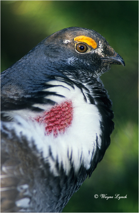 Dusky Grouse 104 by Dr. Wayne Lynch &copy;