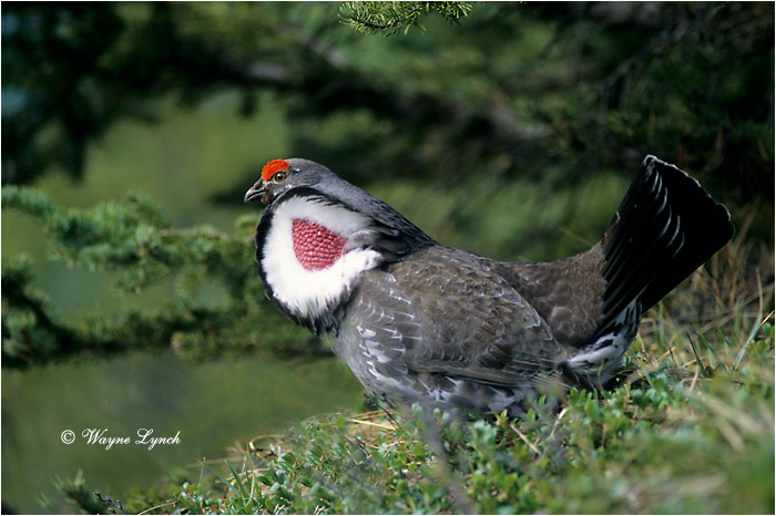 Dusky Grouse 101