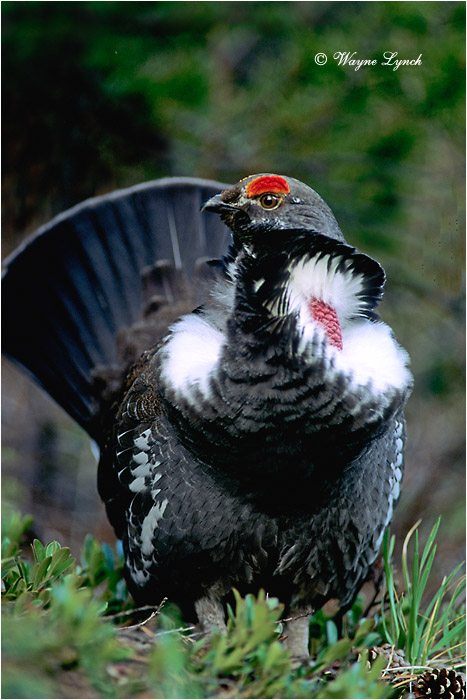 Dusky Grouse 103 by Dr. Wayne Lynch &copy;