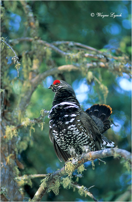 Spruce Grouse 105 by Dr. Wayne Lynch &copy;