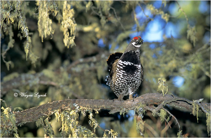 Spruce Grouse 106 by Dr. Wayne Lynch &copy;