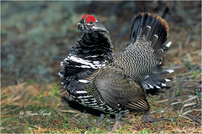 Spruce Grouse 107 by Dr. Wayne Lynch &copy;