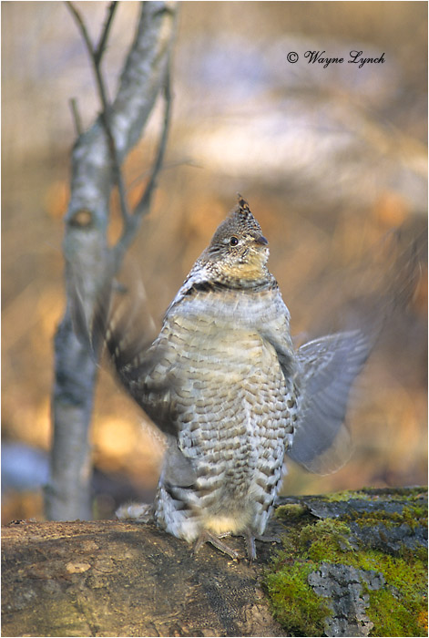 Ruffed Grouse 109 by Dr. Wayne Lynch &copy;