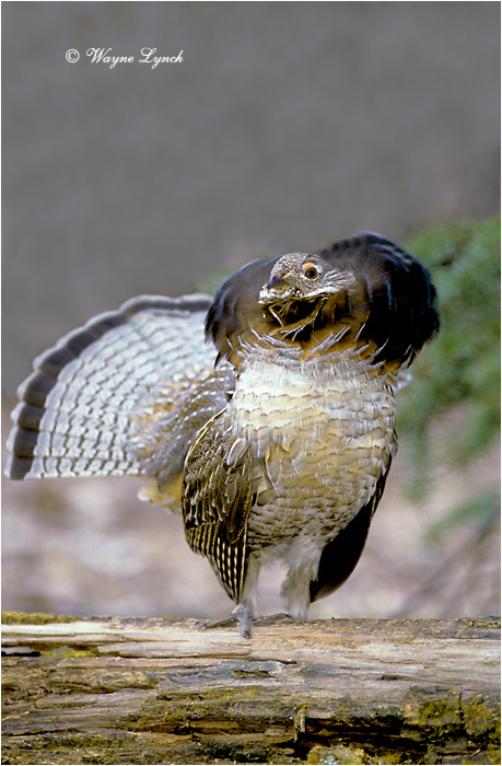 Ruffed Grouse 104 by Dr. Wayne Lynch &copy;