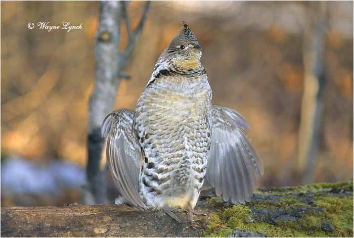 Ruffed Grouse 108 by Dr. Wayne Lynch &copy;