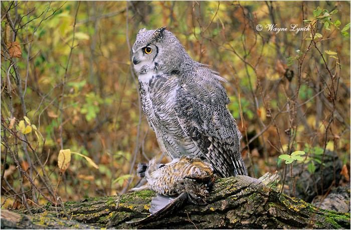 Great Horned with Ruffed Grouse 111 by Dr. Wayne Lynch &copy;