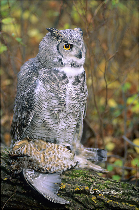 Great Horned Owl with Ruffed Grouse 162 by Dr. Wayne Lynch &copy;