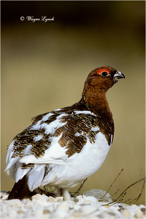 Willow Ptarmigan 116 by Dr. Wayne Lynch &copy;