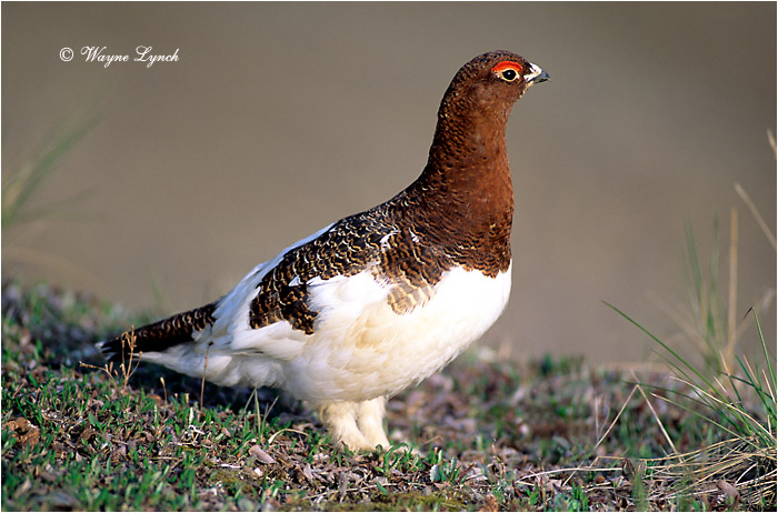 Willow Ptarmigan 108 by Dr. Wayne Lynch &copy;