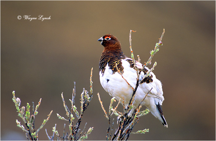 Willow Ptarmigan 109 by Dr. Wayne Lynch &copy;