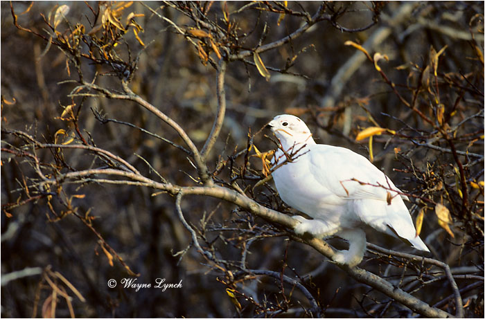 Willow Ptarmigan 107 by Dr. Wayne Lynch &copy;