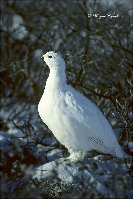 Willow Ptarmigan 106 by Dr. Wayne Lynch &copy;