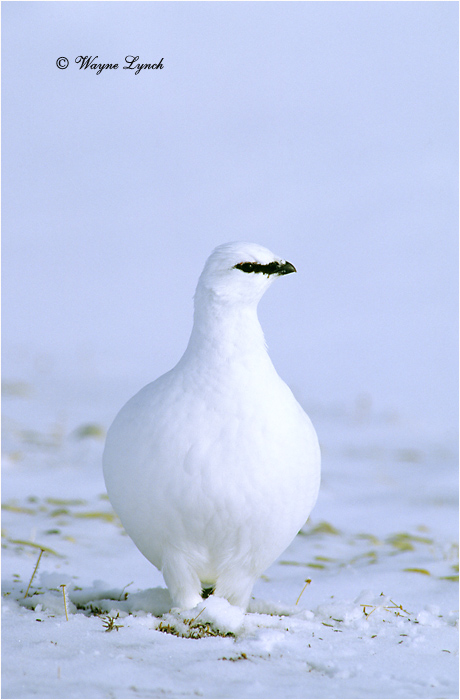 Rock Ptarmigan 104 by Dr. Wayne Lynch &copy;