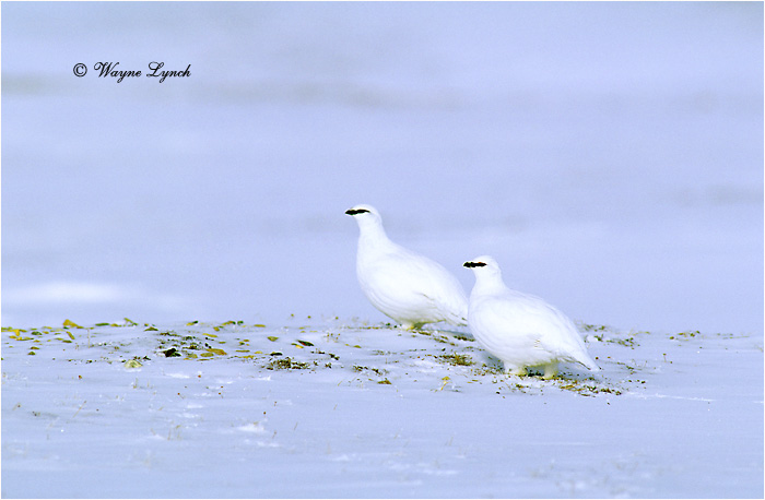 Rock Ptarmigan 101 by Dr. Wayne Lynch &copy;